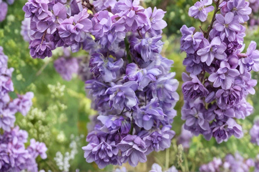 Wisteria ‘Black Dragon’ | Double Purple Wisteria Vine | Fragrant Climbing Flowering Vine | Japanese Wisteria | Trellis Pergola Plant