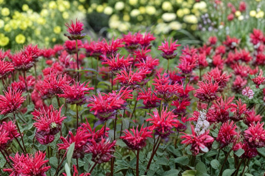 Monarda ‘Mahogany’ | Bee Balm Plant | Red Pollinator Perennial | Hummingbird & Butterfly Garden Flower | Bergamot | 3.5” Pot