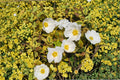 Cistus ‘Mickie’ | Variegated Rockrose Plant | Drought Tolerant Evergreen Shrub | Xeriscape & Mediterranean Garden Plant | Deer Resistant