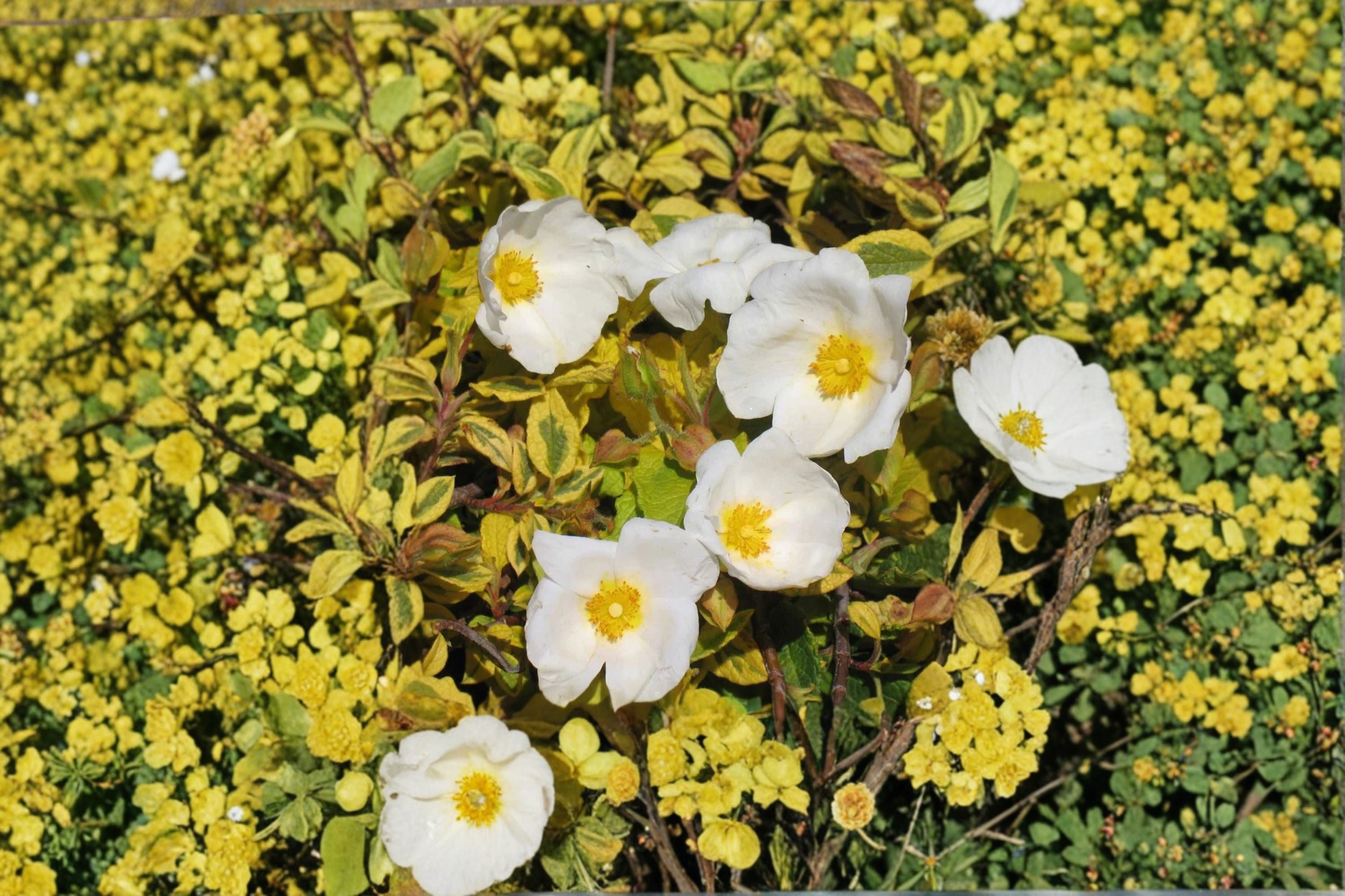 Cistus ‘Mickie’ | Variegated Rockrose Plant | Drought Tolerant Evergreen Shrub | Xeriscape & Mediterranean Garden Plant | Deer Resistant