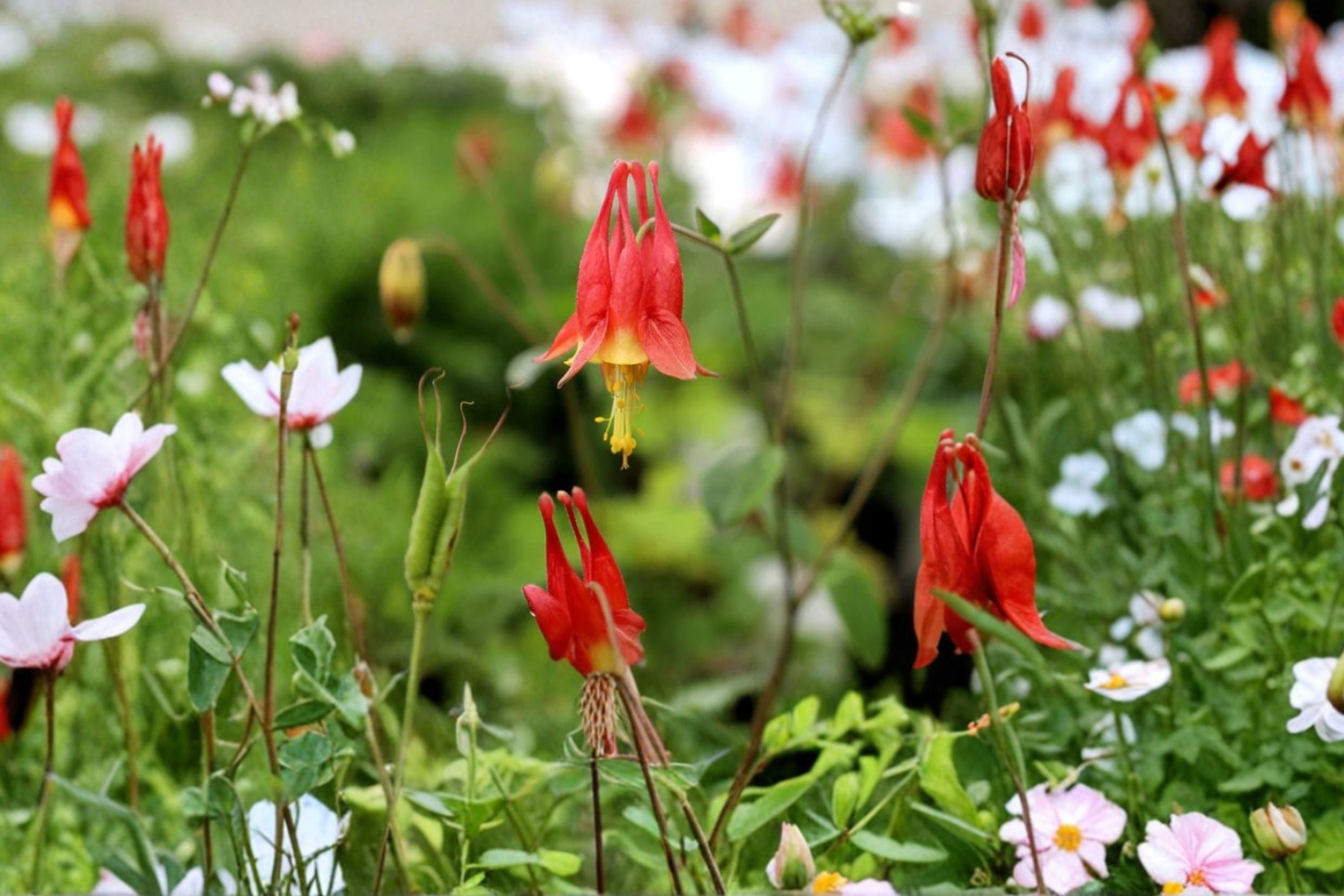 Aquilegia canadensis | Native Columbine Plant | Red Yellow Wildflower | Pollinator Perennial for Shade | Hummingbird Garden Plant | 3.5” Pot