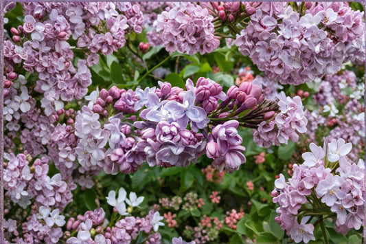 Syringa ‘Congo’ | Fragrant Purple French Lilac Bush | Spring Blooming Shrub | Hardy Flowering Hedge Plant | Deer Resistant | 1 Gallon