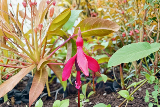 Fuchsia ‘Dying Embers’ | Hardy Fuchsia Plant | Red Purple Flowers | Long Blooming Hummingbird Plant | Shade Loving Perennial Shrub | 1 Gallon