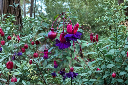 Fuchsia ‘DeBron’s Smokey Blue’ | Hardy Fuchsia Plant | Purple & Magenta Flowers | Hummingbird Shade Plant | Long Blooming Perennial | 1 Gallon