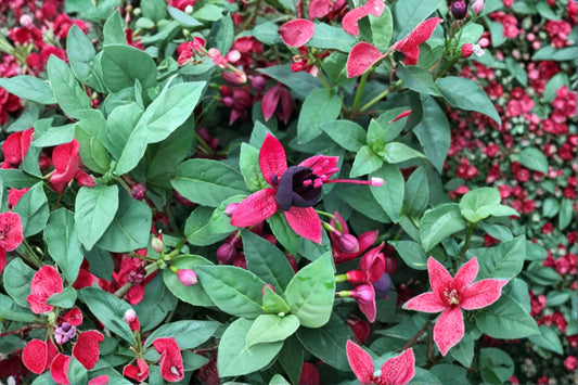 Fuchsia ‘Black Cherry’ | Hardy Fuchsia Plant | Dark Purple Black Flowers | Hummingbird Shade Plant | Long Blooming Perennial Shrub | 1 Gallon