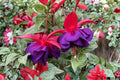 Fuchsia ‘David’ | Hardy Fuchsia Plant | Red Purple Flowers | Hummingbird Shade Plant | Easy Care Long Blooming Perennial | 1 Gallon