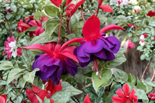 Fuchsia ‘David’ | Hardy Fuchsia Plant | Red Purple Flowers | Hummingbird Shade Plant | Easy Care Long Blooming Perennial | 1 Gallon