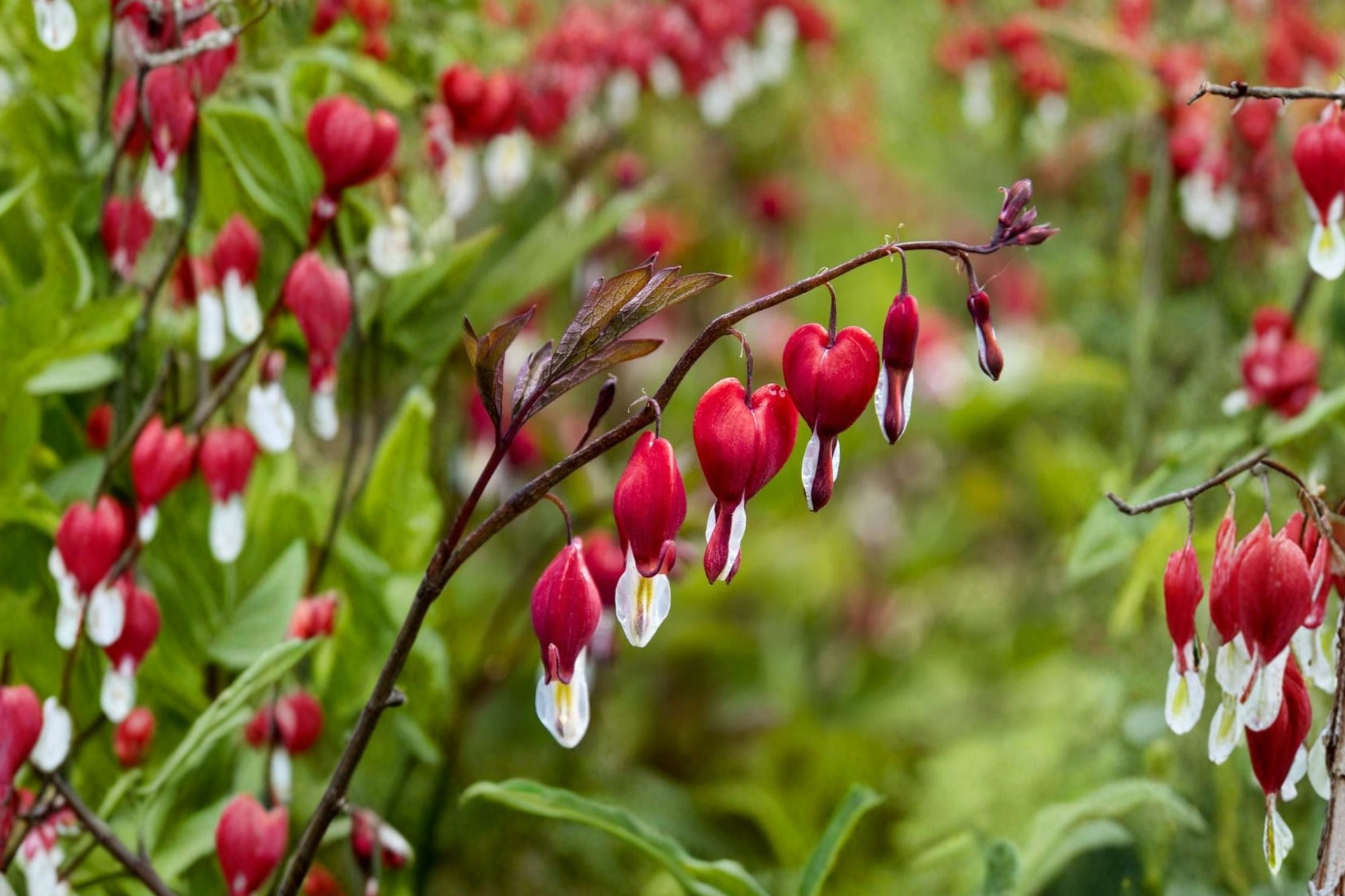 Dicentra ‘Valentine’ | Red Bleeding Heart Plant | Shade Loving Perennial | Hummingbird Flower | Deer Resistant Cottage Garden Plant | 4.5” Pot