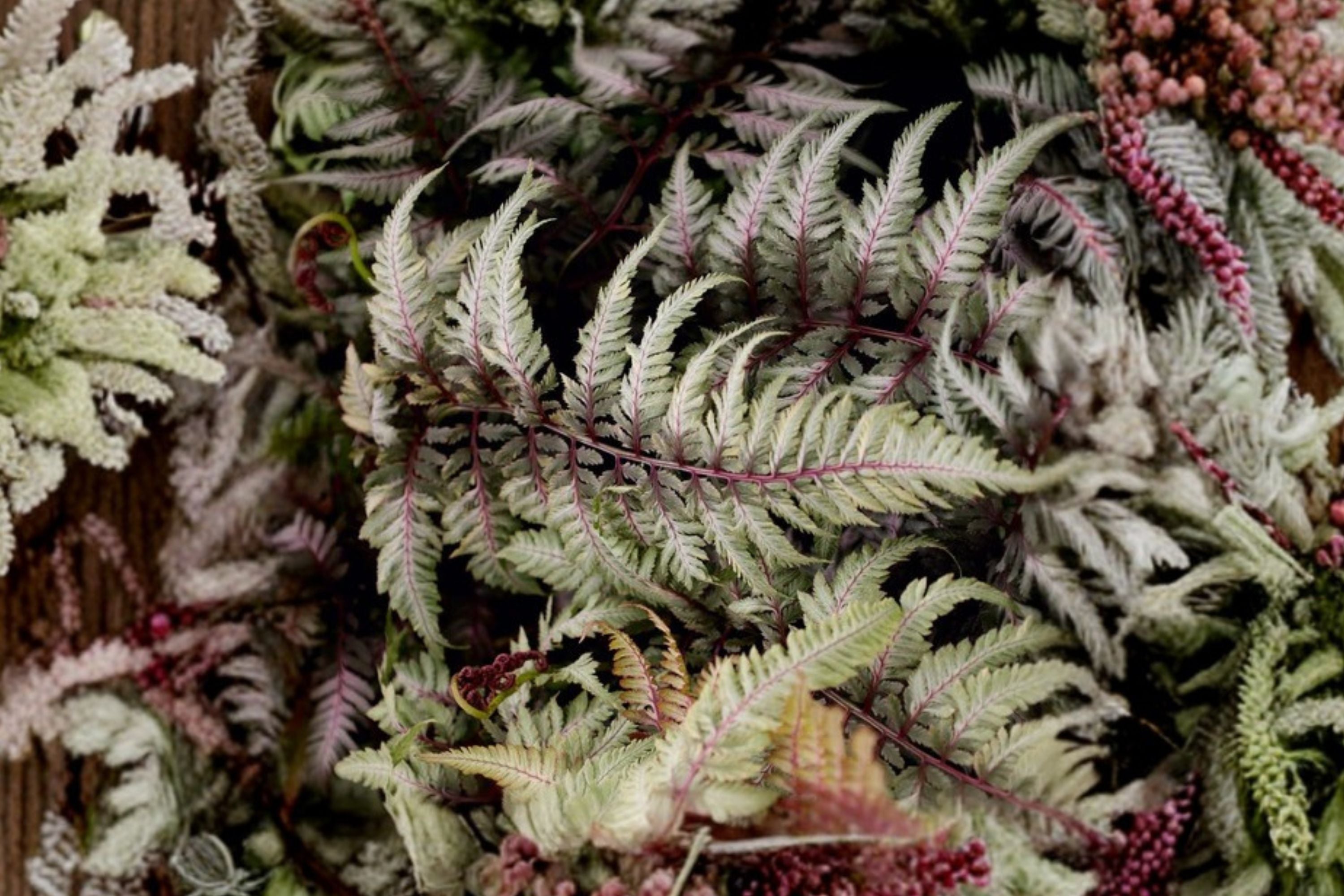 Athyrium niponicum ‘Silver Falls’ | Japanese Painted Fern | Shade Loving Perennial Fern | Silver Foliage Woodland Plant | Deer Resistant | 3.5” Pot