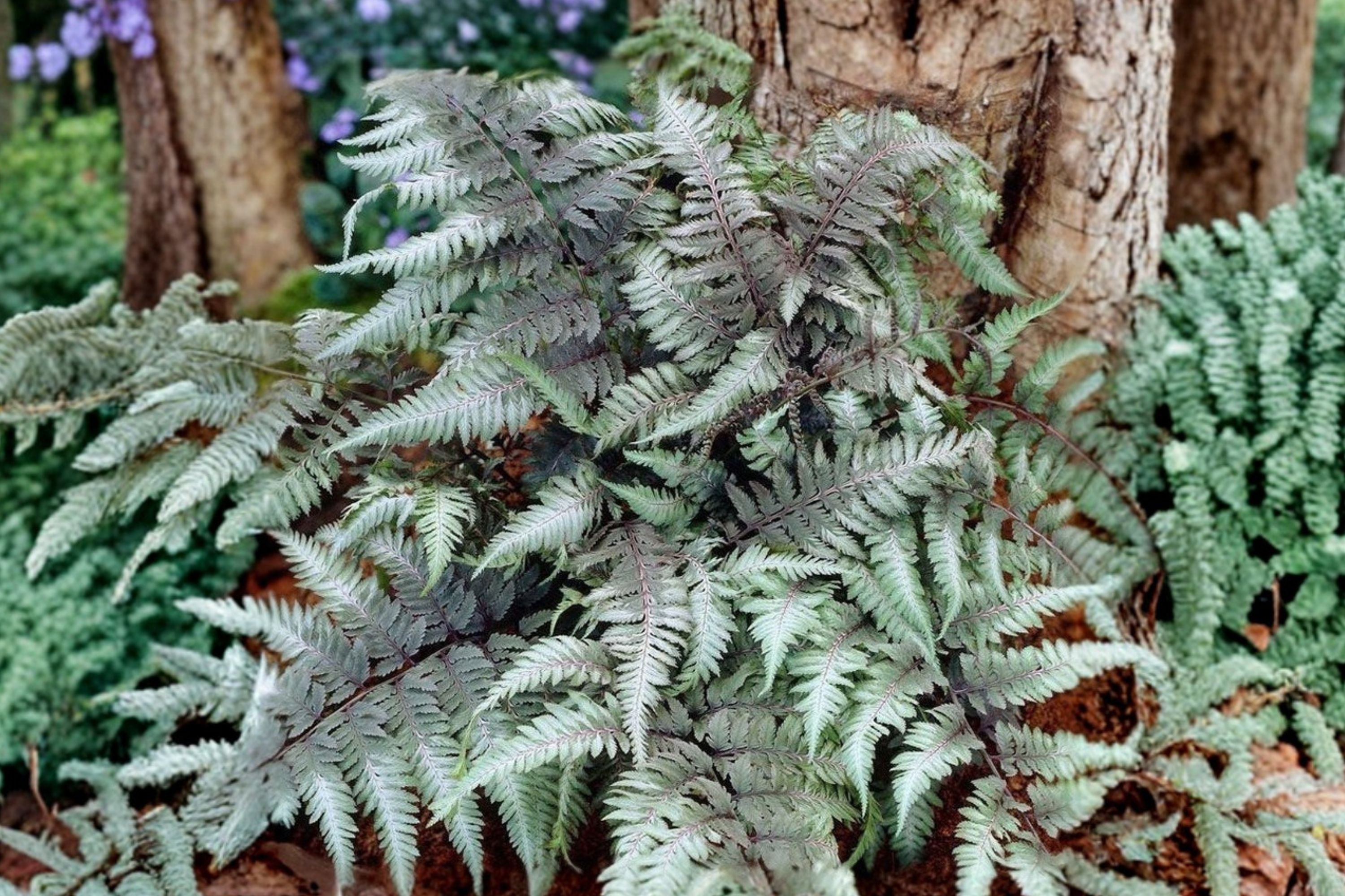 Athyrium niponicum ‘Red Beauty’ | Japanese Painted Fern | Silver & Burgundy Shade Fern | Deer Resistant Woodland Perennial | 3.5” Pot