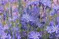 Camassia leichtlinii ‘Caerulea’ | Great Camas Lily Bulb | Native Blue Wildflower | Pollinator Friendly Spring Perennial | Oregon Grown