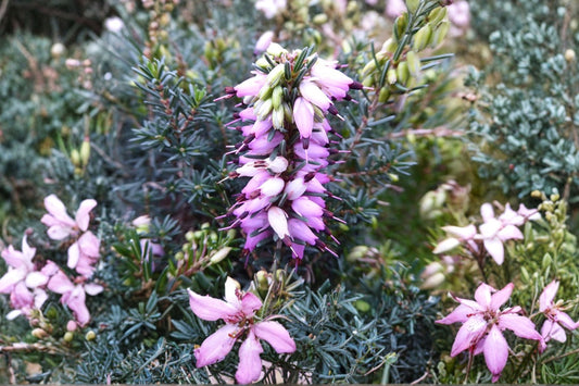Erica x darleyensis ‘Furzey’ | Winter Heather Plant | Evergreen Groundcover Shrub | Pink Winter Blooms | Deer Resistant | 1 Gallon Pot