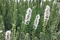 Liatris spicata ‘Floristan White’ | White Blazing Star Bulb | Gayfeather Perennial | Pollinator Plant | Butterfly Garden Flower | Bareroot