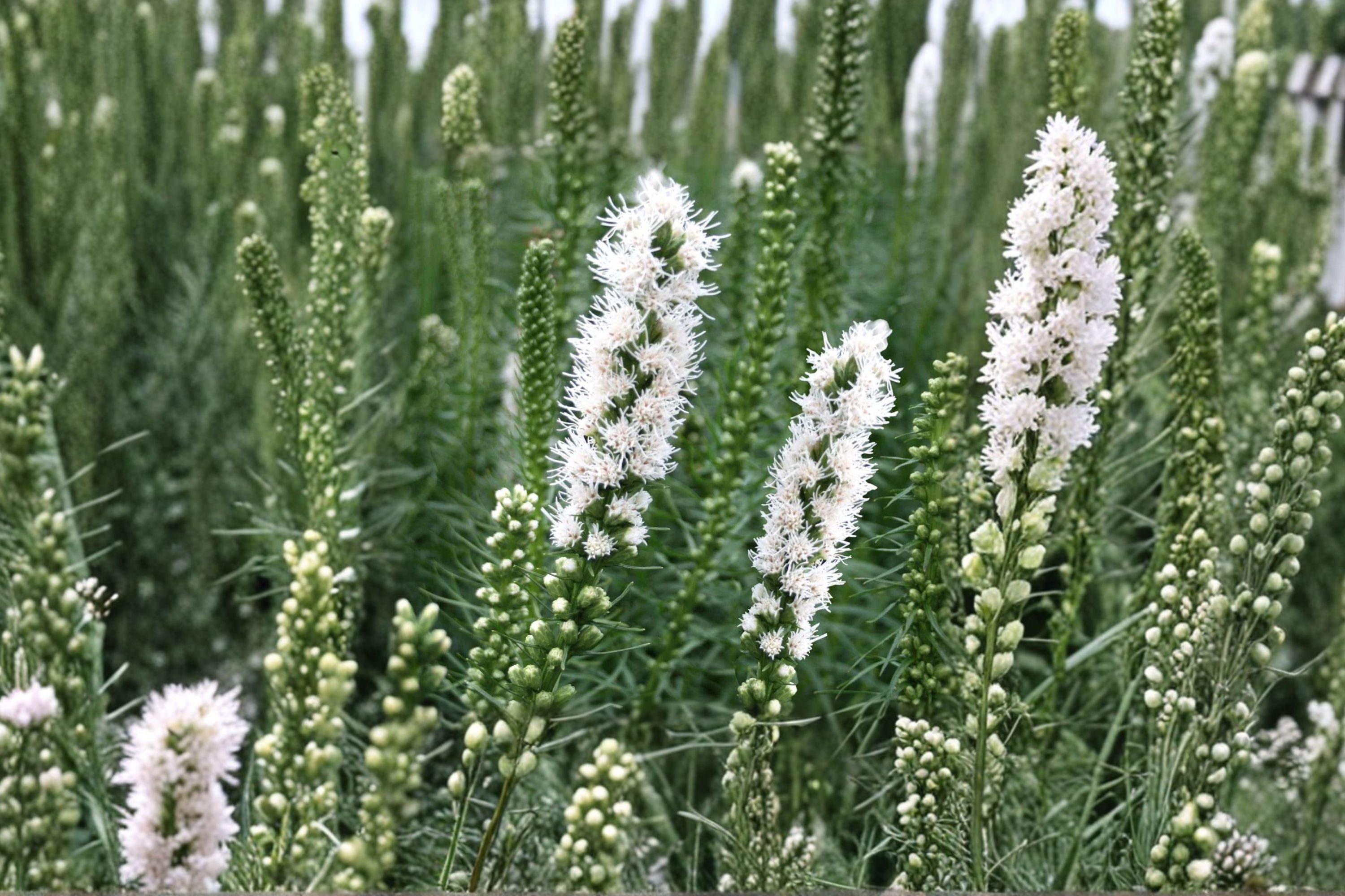 Liatris spicata ‘Floristan White’ | White Blazing Star Bulb | Gayfeather Perennial | Pollinator Plant | Butterfly Garden Flower | Bareroot