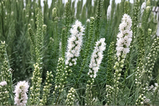 Liatris spicata ‘Floristan White’ | White Blazing Star Bulb | Gayfeather Perennial | Pollinator Plant | Butterfly Garden Flower | Bareroot