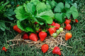 Hood Strawberry Plant | June Bearing Strawberry | Fragaria × ananassa | Sweet Heirloom Berry Plant | Bareroot or Potted Strawberry