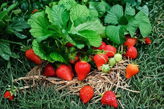 Hood Strawberry Plant | June Bearing Strawberry | Fragaria × ananassa | Sweet Heirloom Berry Plant | Bareroot or Potted Strawberry