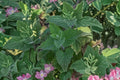 Catnip Plant | Nepeta cataria Herb | Live Perennial Herb Plant | Catmint for Cats | Pollinator-Friendly Medicinal Herb | Bareroot or Potted