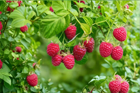 Amity Raspberry Plant | Everbearing Red Raspberry | Rubus idaeus Berry Plant | Live Fruit Plant | Bareroot or Potted Raspberry Bush