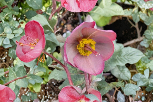 Lenten Rose ‘Dorothy’s Dawn’ | Frostkiss Series Hellebore | Evergreen Shade Perennial | Winter Blooming Deer Resistant Plant