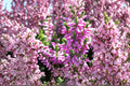 Calluna ‘Renate’ Heather Plant | Scottish Heather Evergreen Groundcover | Purple Winter Color | Cold Hardy Landscape Plant