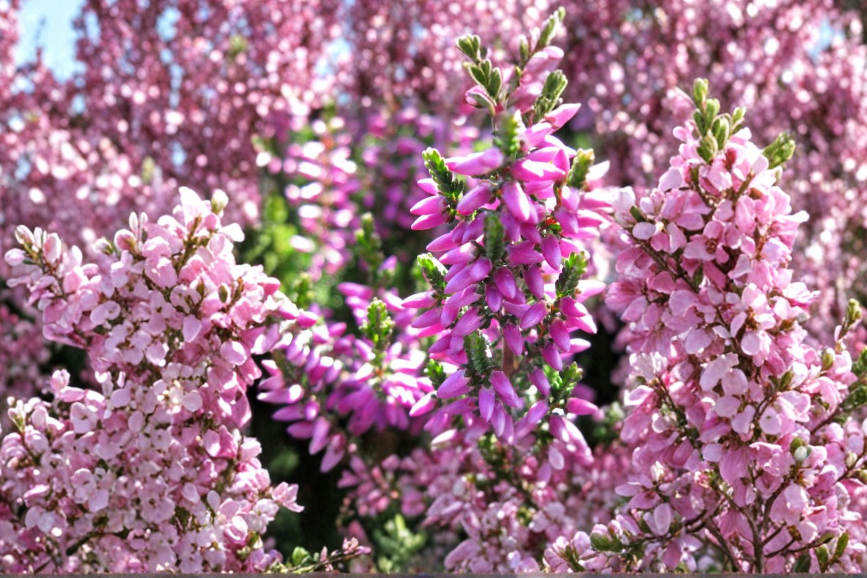 Calluna ‘Renate’ Heather Plant | Scottish Heather Evergreen Groundcover | Purple Winter Color | Cold Hardy Landscape Plant
