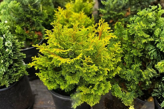 Gold Drop Hinoki Cypress | Chamaecyparis obtusa ‘Gold Drop’ | Dwarf Evergreen Conifer | Golden Cypress Shrub | Japanese Garden Plant