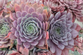 Sempervivum ‘Centennial’ | Color Changing Hens and Chicks Succulent | Purple Evergreen Succulent | Cold Hardy Sempervivum | Plug Plant