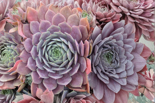 Sempervivum ‘Centennial’ | Color Changing Hens and Chicks Succulent | Purple Evergreen Succulent | Cold Hardy Sempervivum | Plug Plant