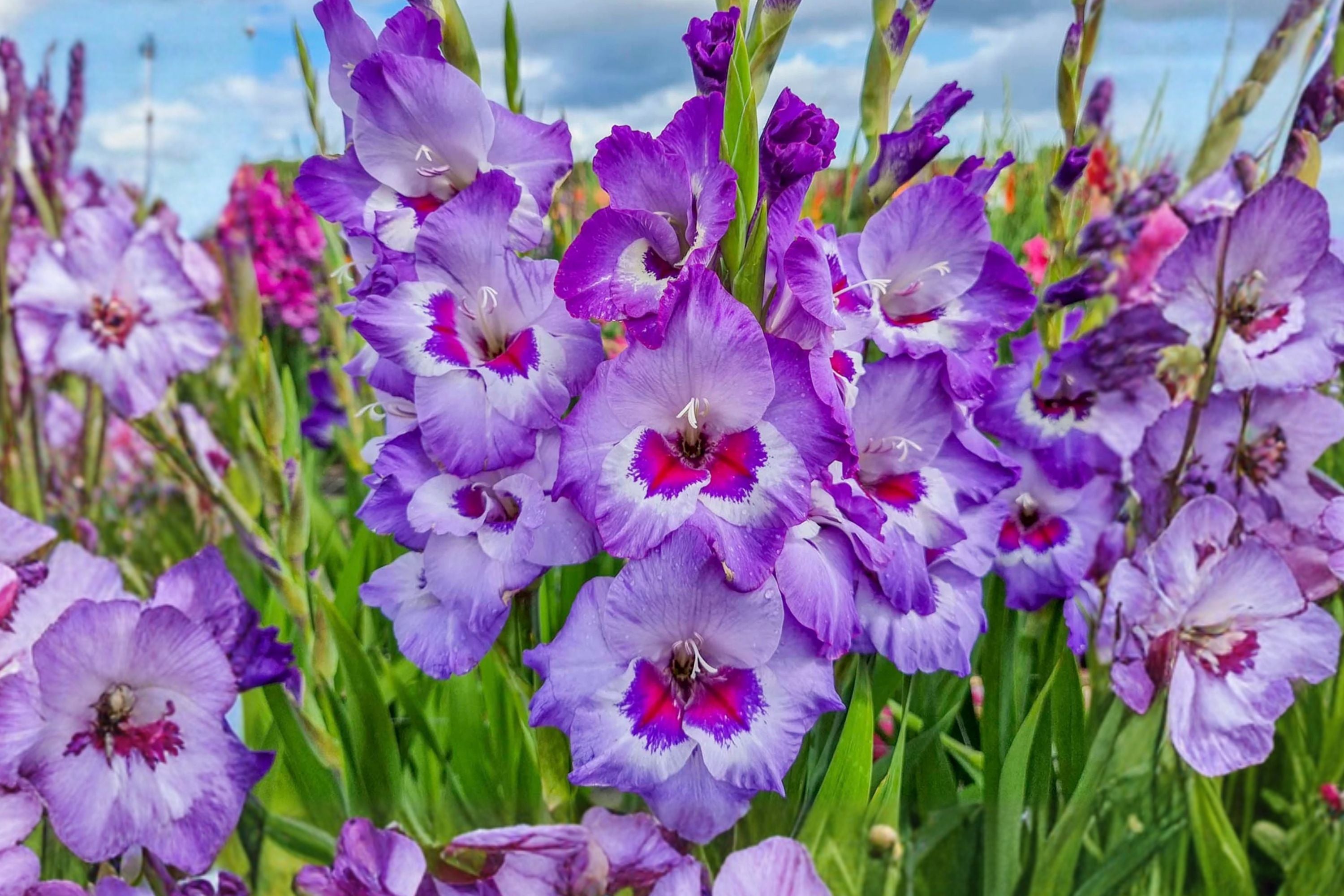 Gladiolus ‘Vista’ | Purple & White Sword Lily Bulbs | Tall Cut Flower Gladiolus | Summer Blooming Perennial | Spring Planting Bulbs
