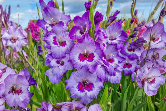 Gladiolus ‘Vista’ | Purple & White Sword Lily Bulbs | Tall Cut Flower Gladiolus | Summer Blooming Perennial | Spring Planting Bulbs