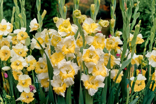 Gladiolus ‘Buggy’ | White & Yellow Sword Lily Bulbs | Tall Cut Flower Gladiolus | Summer Blooming Perennial | Spring Planting Bulbs