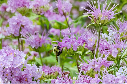 Monarda ‘Beauty of Cobham’ | Bee Balm Bareroot | Pink Pollinator Perennial | Bergamot Flower | Hummingbird & Butterfly Garden Plant