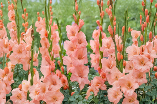 Gladiolus ‘Georgia Peach’ | Peach Sword Lily Bulbs | Tall Cut Flower Gladiolus | Summer Blooming Perennial | Spring Planting Bulbs