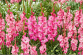 Gladiolus ‘Violet King’ | Purple Sword Lily Bulbs | Tall Cut Flower Gladiolus | Summer Blooming Perennial | Spring Planting Bulbs