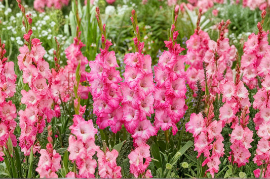 Gladiolus ‘Violet King’ | Purple Sword Lily Bulbs | Tall Cut Flower Gladiolus | Summer Blooming Perennial | Spring Planting Bulbs