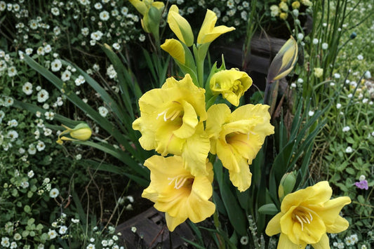 Gladiolus ‘Charisma’ | Yellow Sword Lily Bulbs | Tall Cut Flower Gladiolus | Summer Blooming Perennial | Spring Planting Bulbs