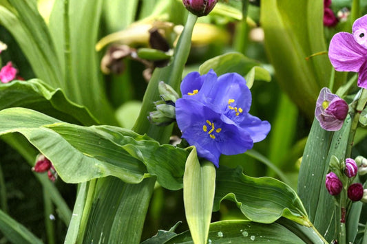 Tradescantia ‘Leonora’ | Spiderwort Perennial | Violet Blue Flowers | Pollinator Friendly Shade Plant | Bareroot Live Plant