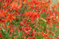 Crocosmia ‘Babylon’ | Orange Red Montbretia Bulbs | Hummingbird Flower Perennial | Summer Blooming Crocosmia | Bareroot Plant