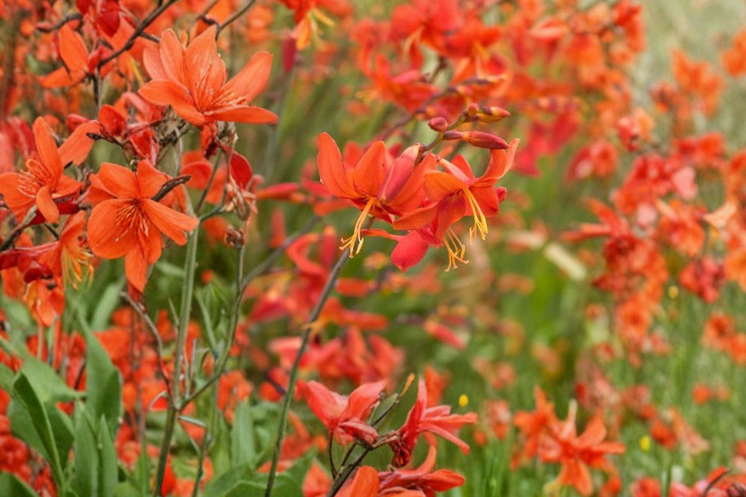 Crocosmia ‘Babylon’ | Orange Red Montbretia Bulbs | Hummingbird Flower Perennial | Summer Blooming Crocosmia | Bareroot Plant