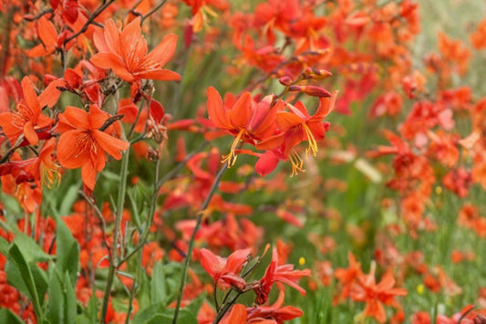 Crocosmia ‘Babylon’ | Orange Red Montbretia Bulbs | Hummingbird Flower Perennial | Summer Blooming Crocosmia | Bareroot Plant