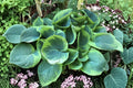 Hosta ‘Spartacus’ | Large Variegated Hosta | Shade Perennial Plant | Yellow Margin Plantain Lily | Bareroot Hosta