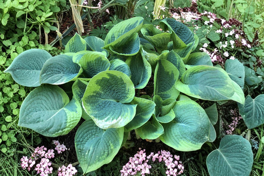 Hosta ‘Spartacus’ | Large Variegated Hosta | Shade Perennial Plant | Yellow Margin Plantain Lily | Bareroot Hosta