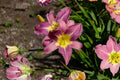 Hemerocallis ‘Unlock the Stars’ | Double Reblooming Daylily | Lavender Pink Daylily | Fragrant Perennial | Bareroot Plant
