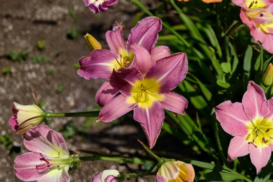 Hemerocallis ‘Unlock the Stars’ | Double Reblooming Daylily | Lavender Pink Daylily | Fragrant Perennial | Bareroot Plant