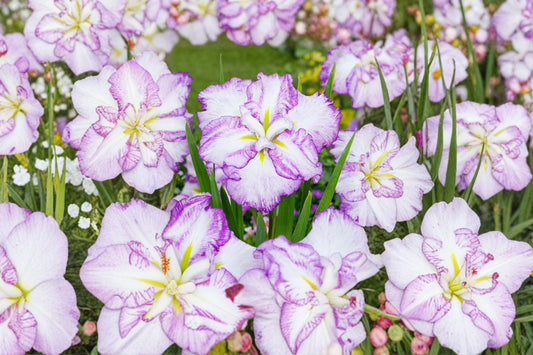 Iris ensata ‘Carrot Cake’ | Japanese Water Iris | Dinner Plate Iris | Moisture Loving Perennial | Bareroot Iris Plant