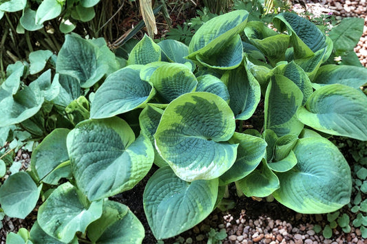 Hosta ‘Sorbet’ | Variegated Hosta Plant | Purple Stem Plantain Lily | Shade Perennial | Bareroot Hosta for Shade Gardens