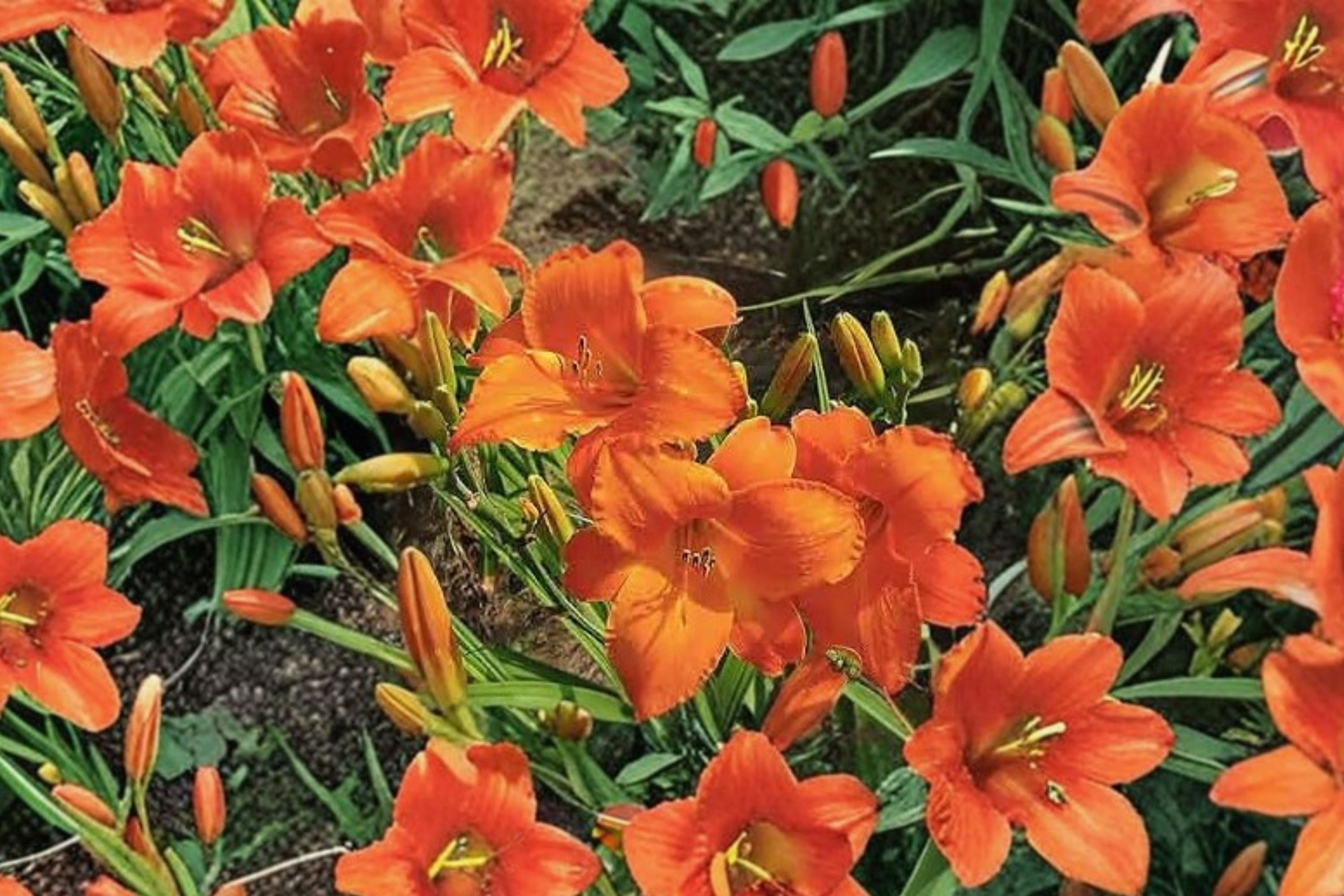 Hemerocallis ‘Mauna Loa’ | Apricot Orange Reblooming Daylily | Hardy Perennial Flower | Bareroot Daylily Plant