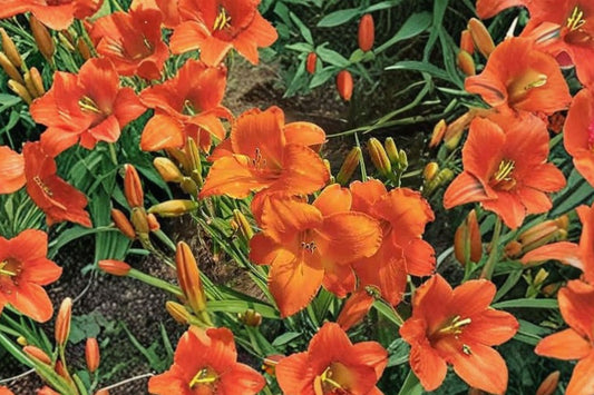 Hemerocallis ‘Mauna Loa’ | Apricot Orange Reblooming Daylily | Hardy Perennial Flower | Bareroot Daylily Plant