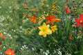 5 Bareroot Crocosmia Mix | Grower’s Choice Montbretia Collection | Hummingbird-Friendly Summer Bulbs | Pollinator Perennial Flowers